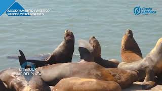 Video de Costa Atlantica Turismo [upl. by Nivk]