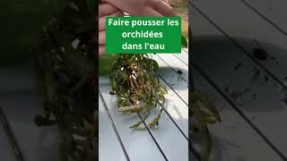 COMMENT FAIRE POUSSER DES ORCHIDÉES DANS L’EAU DE LA MEILLEURE FAÇON [upl. by Anibur]