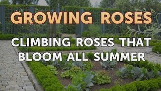 Climbing Roses That Bloom All Summer [upl. by Myrilla]