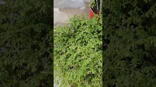 Pilea microphylla shortvideo reels [upl. by Cecily]