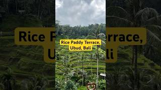 10 Seconds of Tranquility  Ubud Rice Terraces Bali 🌾 [upl. by Sande]