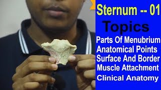 Sternum Demonstration Manubrium  Made Easy  Bangla  Square DOC [upl. by Lianna464]