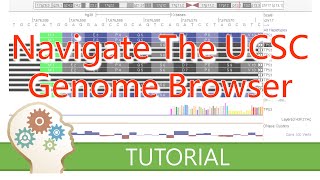 DISPLAY AND NAVIGATE THE GENOME  UCSC Genome Browser Tutorial series [upl. by Edward]