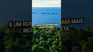 Amazônia O Tesouro verde 🌳😱 brasil amazonia curiosidades natureza [upl. by Avevoneg]