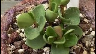 💥Peperomia HopeUmut Sarmaşığı [upl. by Swift]