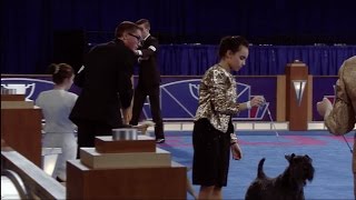 AKC Junior Showmanship Finals [upl. by Anelegna53]