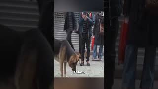 Dieser Hund hat seinen Platz wochenlang nicht verlassen ❤️ [upl. by Rudiger355]