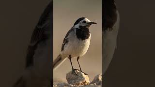 Motacilla alba  Белая трясогузка😍 birds nature природа [upl. by Angus]