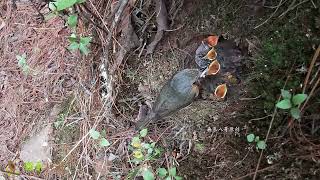 The cuckoo bird is at the front begging for food杜鹃鸟嘴巴最大，抢在最前面，鸟妈妈却让每个孩子都吃到食物 [upl. by Levitt825]