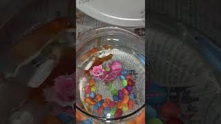 Fish 🥰youtubeshorts ytshortsviral [upl. by Schertz]