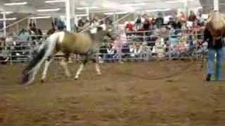 Summer Breeze Guinness Book of World Records Horse [upl. by Medeah933]