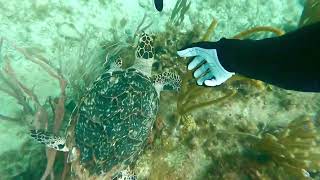 Carol Kirkwood the critically endangered juvenile Caribbean hawksbill sea turtle [upl. by Aeel]