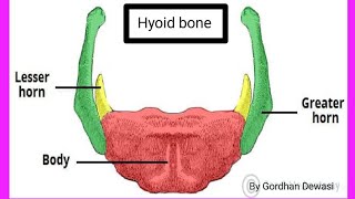 Hyoid Bone parts of Hyoid Bonesituated in Hyoid Bone Study of Nursing 07 [upl. by Olmsted]