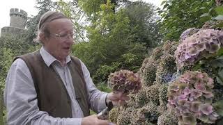 Three different coloured hydrangeas to dry as winter arrangements [upl. by Minna699]