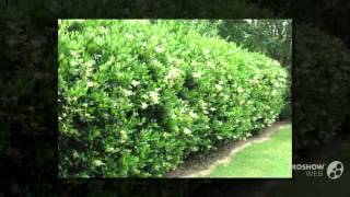 Ligustrum  garden plants [upl. by Doubler203]