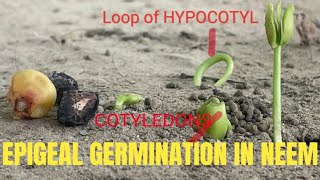 EPIGEAL GERMINATION IN NEEM SEED LIVE EXAMPLE [upl. by Esilram620]