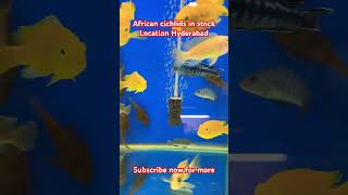 Buy African Cichlids in Hyderabad africancichlids [upl. by Lamrouex945]