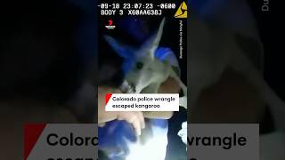 Colorado police round up escaped kangaroo [upl. by Lak832]