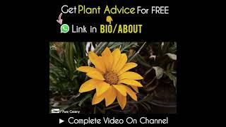 Gazania Flower Plant Origin amp Basics [upl. by Dessma]