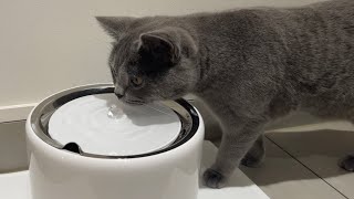 PETKIT EverSweet 3 Pro Smart Pet Drinking Fountain with wireless pump [upl. by Adnopoz]