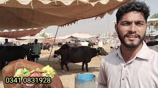 cattle market Sialkot latest update sahiwal jersey cow in Punjab [upl. by Desma406]