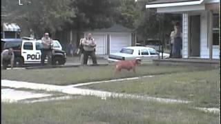 Hutch police shoot kill pit bull that bit officer [upl. by Rego]