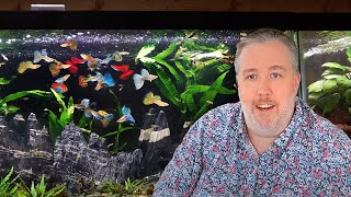 My Top 6 MustTry Aquarium Fish after 20 Years of Experience [upl. by Nalek]