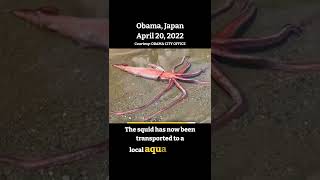 Unusual Giant squid washed ashore alive in Japan [upl. by Cicero]