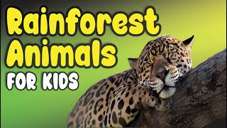 Lets Learn about Rainforest Animals  Preschoolers amp Kids  Learning about Rainforest Animals [upl. by Enella85]