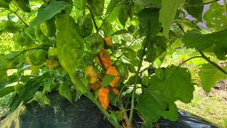 How to sharing our Yellow Trinidad Scorpion pepper plant  Wide Open Transit Farm [upl. by Brenza]