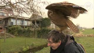 Oehoe Noordeinde moet naar vogelpark Niet iedereen wil door hem geknuffeld worden [upl. by Blayne]