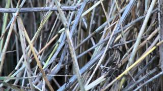 Siberian tristis Chiffchaff call Broadsands Devon Nov 2013 [upl. by Okemak]