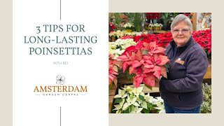 3 Tips for LongLasting Poinsettias [upl. by Relda883]