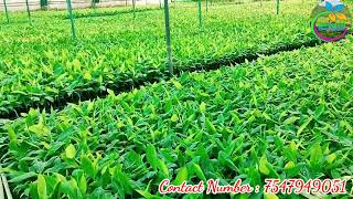 G9 banana plant universal Plant Nursery contact number 7547949051 [upl. by Kinimod]