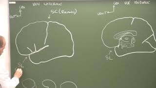 Neuroanatomie 8  morphologie et systématisation du cortex cérébral Cerebral cortex [upl. by Chiaki]