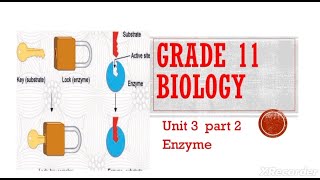 Enzyme part2 Lockandkeymodel inducedfitmodel EthiopianBiology [upl. by Enial]