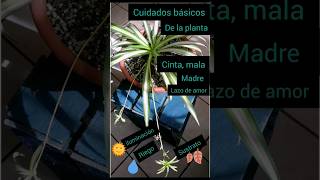 Planta cinta o mala madre en agua plantas tipsplantas plants plantasenagua [upl. by Nedda]