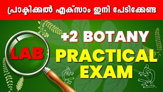 Plus Two Public Exam  2 Lab Exam  Botany Lab  Revision Class  Exam Winner [upl. by Jeth322]