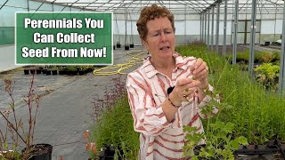 Perennials You Can Collect Seed From Now In Early Summer  Grow More Plants for Free [upl. by Lorrad]