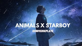 Animals x Starboy 8d audio  tik tok remix [upl. by Repip]