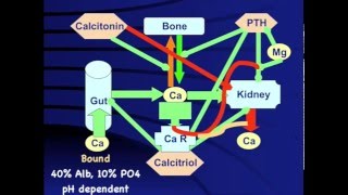 Hypocalcemia When why and how [upl. by Leonelle]