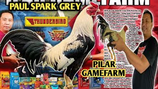 PAUL SPARK GREY  CARRIE CHUA OF PILAR GAMEFARM  BIG FARM amp QUALITY GAMEFOWL IN THE PHILIPPINES [upl. by Aikahs929]