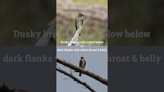 Bird Breakdown  Olivesided Flycatcher Vs Western WoodPewee birding birds birdinggame [upl. by Calen284]