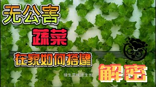 健康从绿色开始：无公害蔬菜如何改变你的生活 Green and PesticideFree Vegetables The Best Choice for a Healthy Life [upl. by Beauvais36]