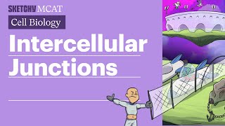 Intercellular Junctions Gap Tight amp Desmosomes Full Lesson  Sketchy MCAT [upl. by Pollak]