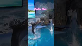 dolphinariumviralshortsdubai [upl. by Marc623]