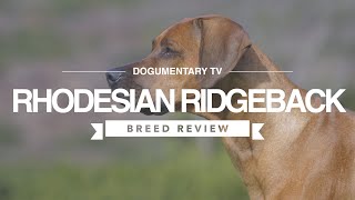 RHODESIAN RIDGEBACK BREED REVIEW [upl. by Aida]