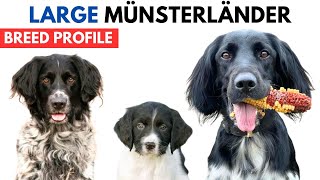 Large Munsterlander Breed Profile History  Price  Traits  Large Münsterländer Grooming Needs [upl. by Ailyt]