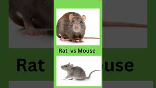 Mouse Vs Rats 🐭🐁english vocabulary shorts viral [upl. by Aisital]