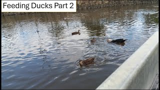 Feeding Ducks Part 2 [upl. by Nugent]